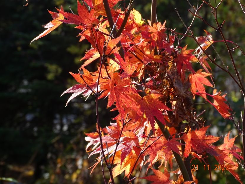  - Copacei si arbusti 2023