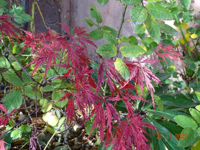  - Copacei si arbusti 2023