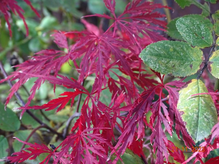  - Copacei si arbusti 2023