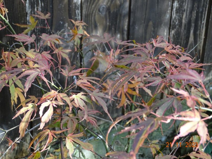  - Copacei si arbusti 2023