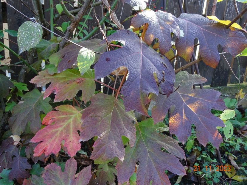  - Copacei si arbusti 2023