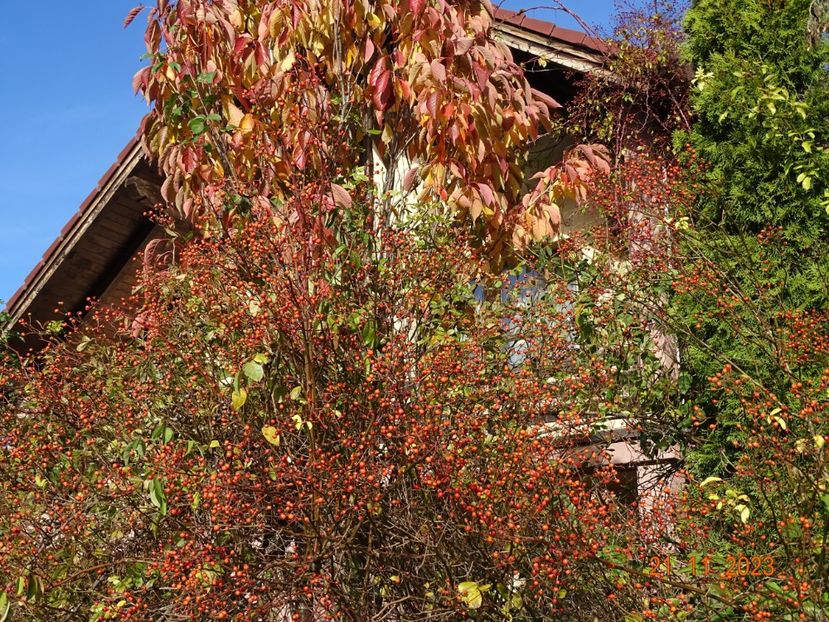  - Copacei si arbusti 2023