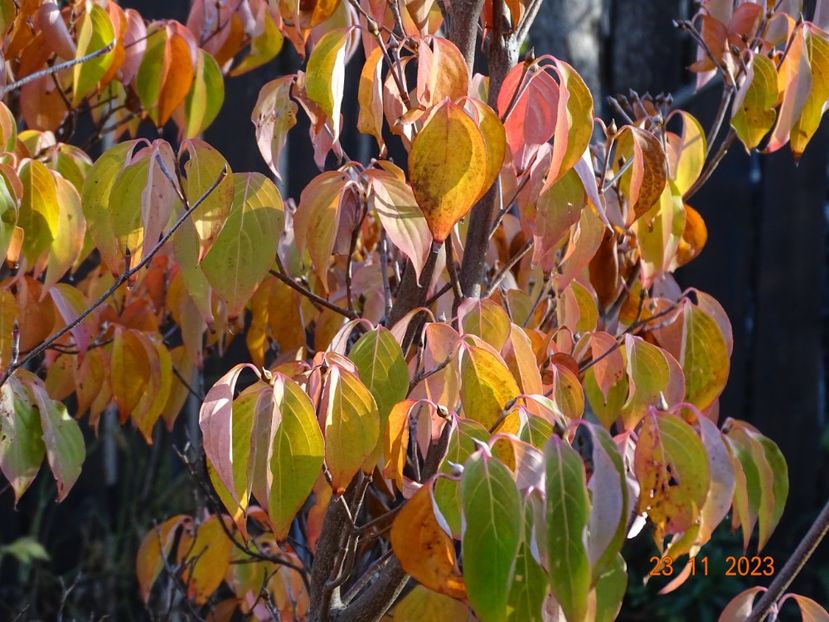  - Copacei si arbusti 2023