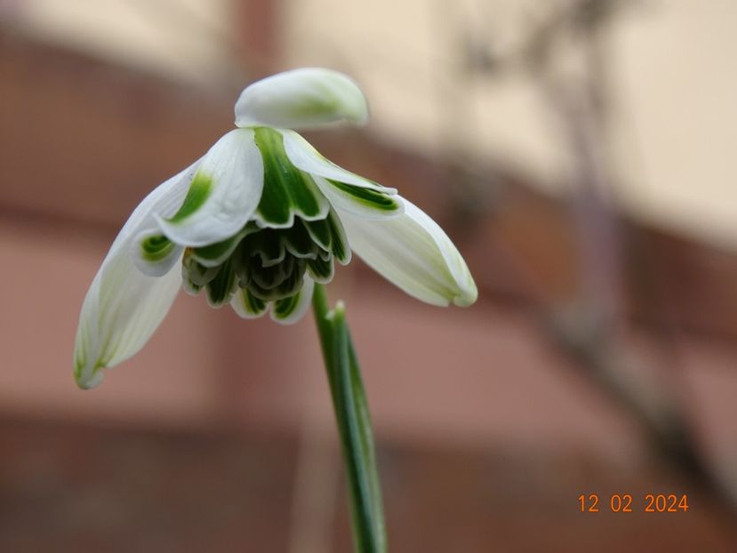 galanthus Hippolyta - Primavara 2024