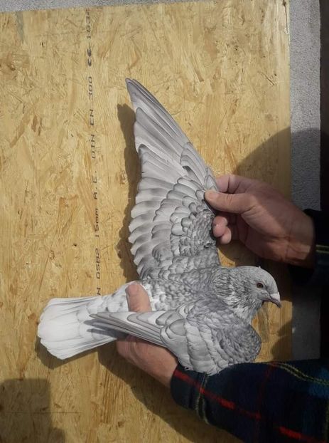  - Nu îmi aparțin 7