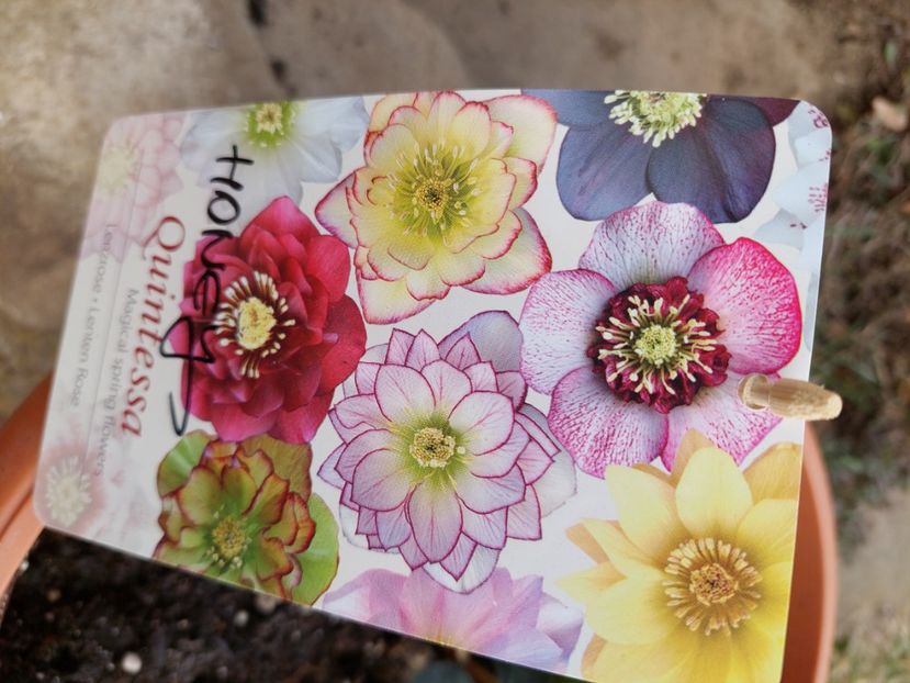 În loc de honey, am primit fire - aaa Comanda plante 2022 2023 2024