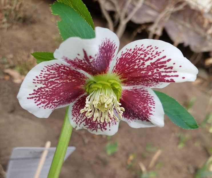 Helleborus quintessa fire - aaa Comanda plante 2022 2023 2024
