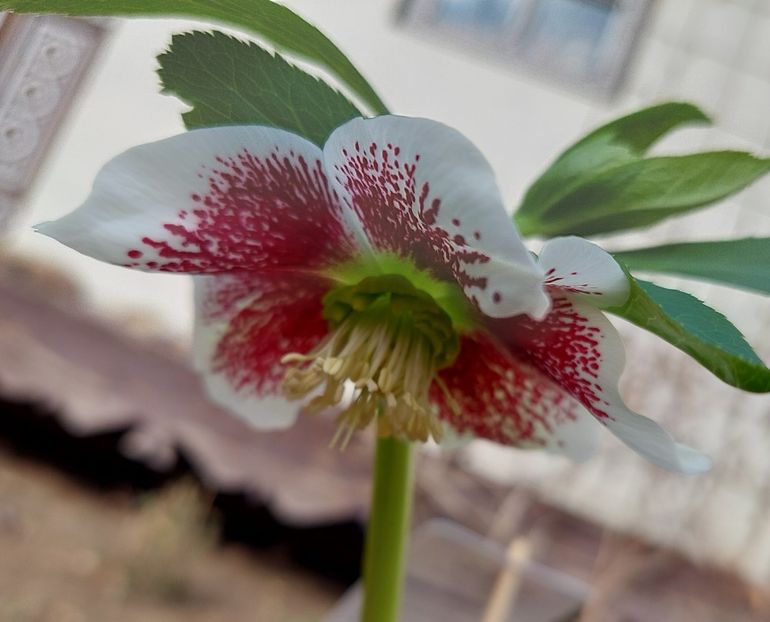  - aaa Comanda plante 2022 2023 2024