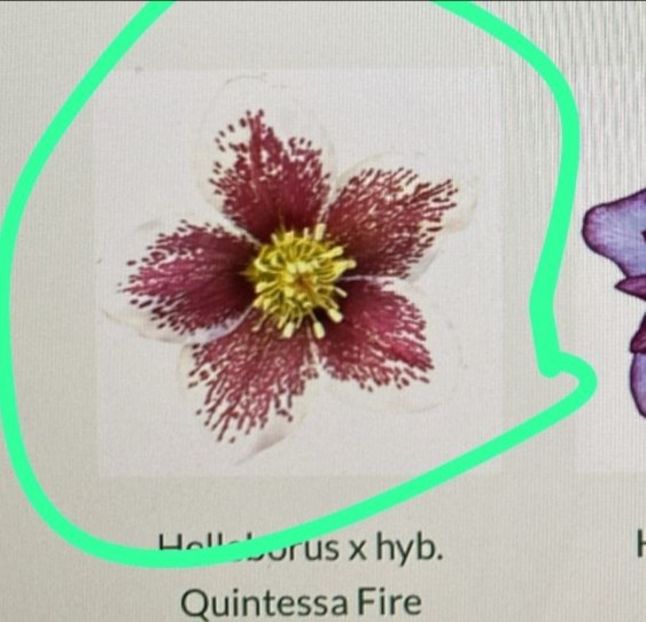  - aaa Comanda plante 2022 2023 2024