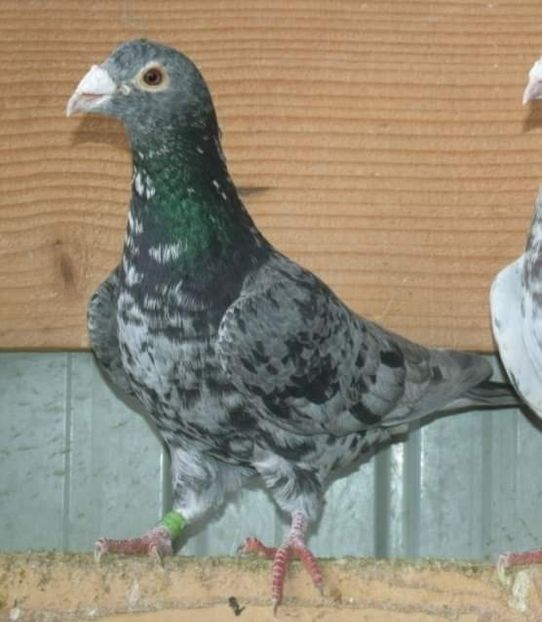  - Nu îmi aparțin 7