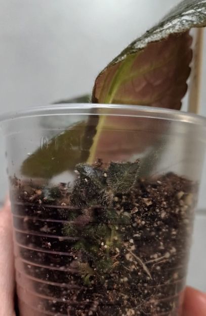 Aici frunza e fara nod, puiutii sunt verzi... - Achimenes si alte gesneriaceae - la studiat