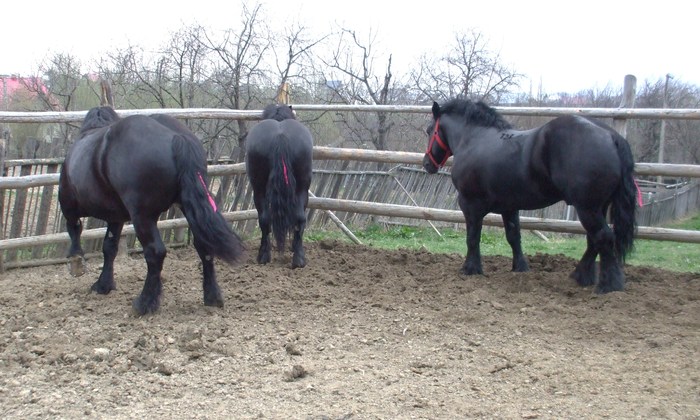 014 - Black and grey horses