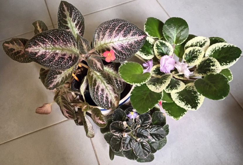  - Printre Gesneriaceae