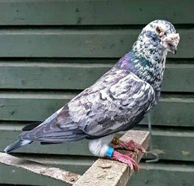  - Nu îmi aparțin 7