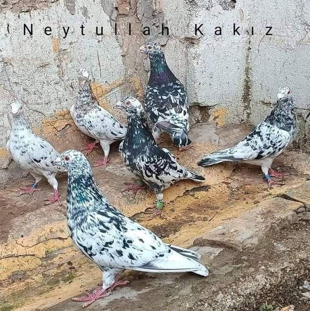  - Nu îmi aparțin 7