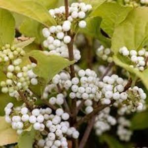 callicarpa magical snowstars 65 - Aduc Spirea prunifolia plena cu comanda si alte plante