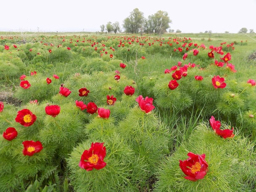 paeonia tenuifolia 120 lei - Aduc Spirea prunifolia plena cu comanda si alte plante