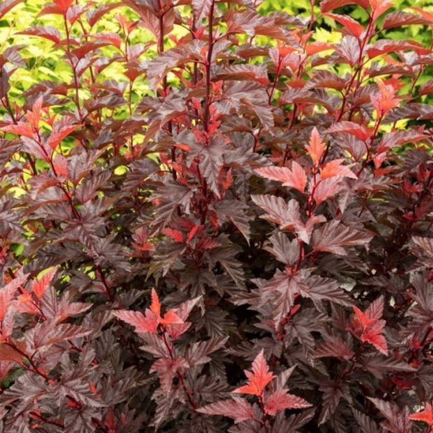 Physocarpus_opulifolius_Little_Angel_ 60 - Aduc Spirea prunifolia plena cu comanda si alte plante