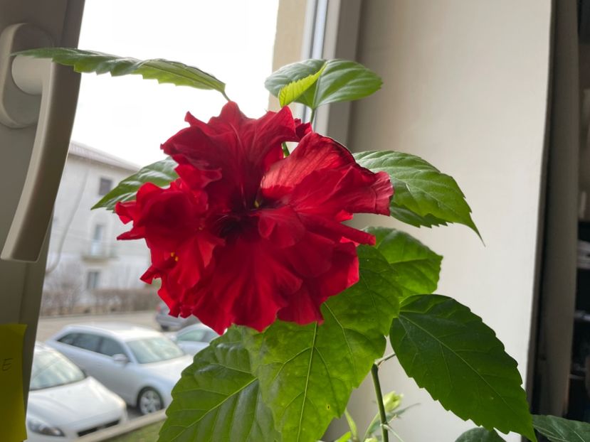  - 001 - Hibiscusi 2024 - 1