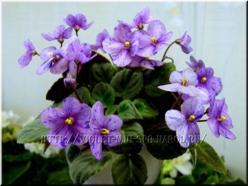 Poză net - Coral SparkleTrail