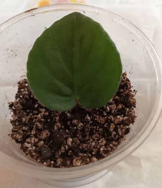  - Coral SparkleTrail