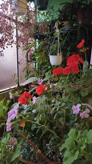 Multumesc fete dragi! - Grădinița din balcon