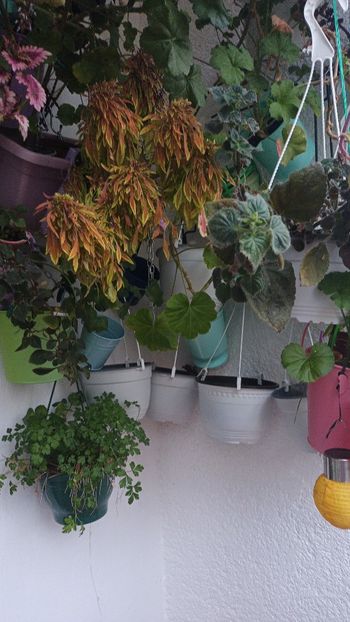  - Grădinița din balcon