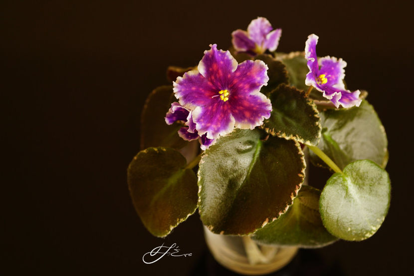 VAT Tsar Goroh - Violete de colectie