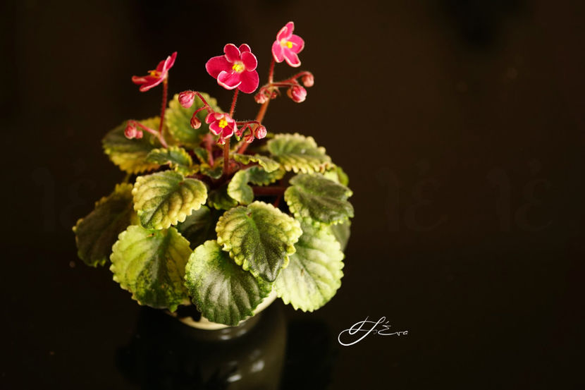 Mac s Scorching Sun - Violete de colectie