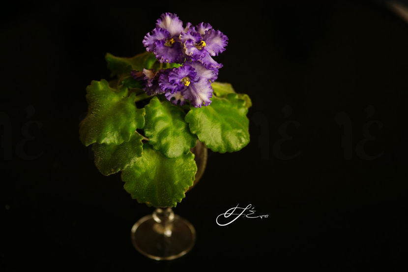 Curly Ocean - Violete de colectie