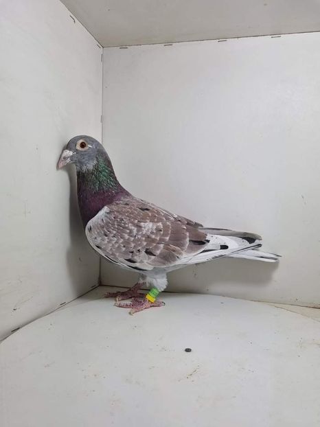  - Nu îmi aparțin 7