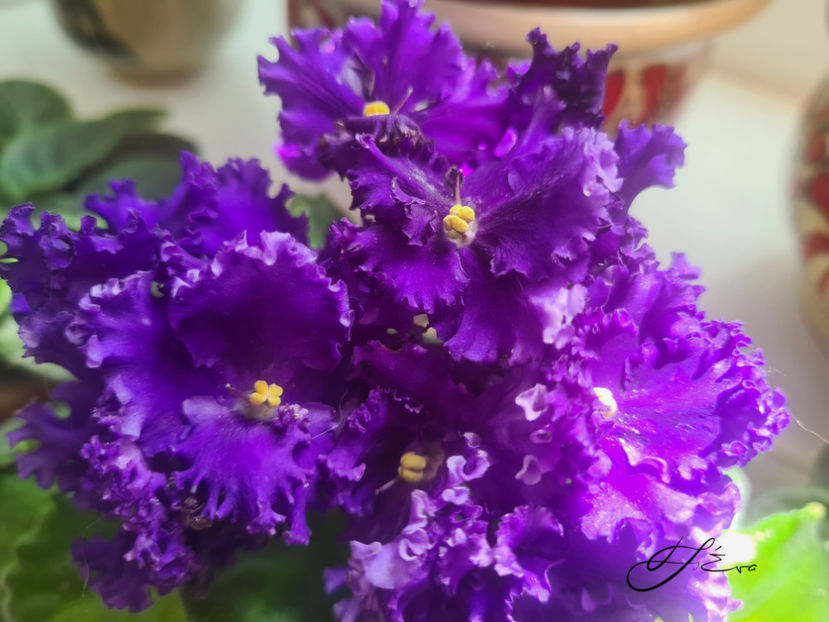  - Violete de colectie