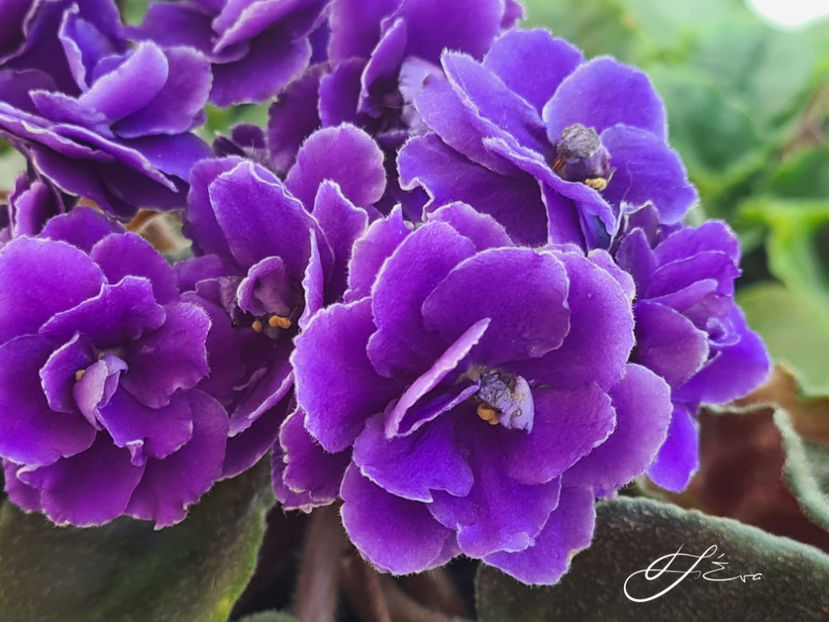  - Violete de colectie