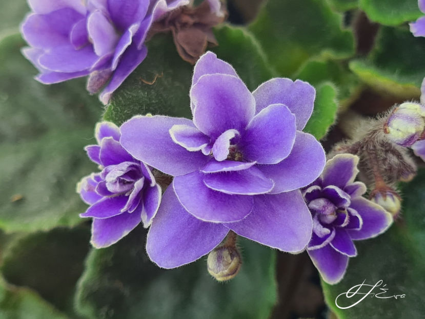  - Violete de colectie