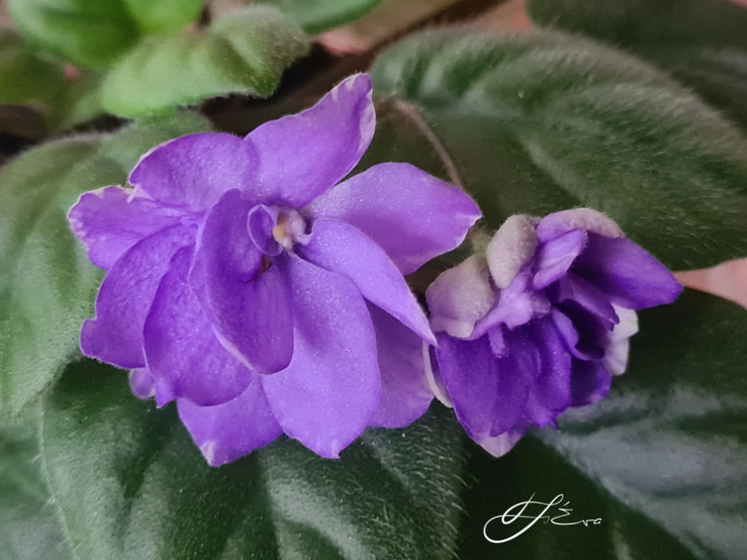 LE-Goluboi Potok - Violete de colectie