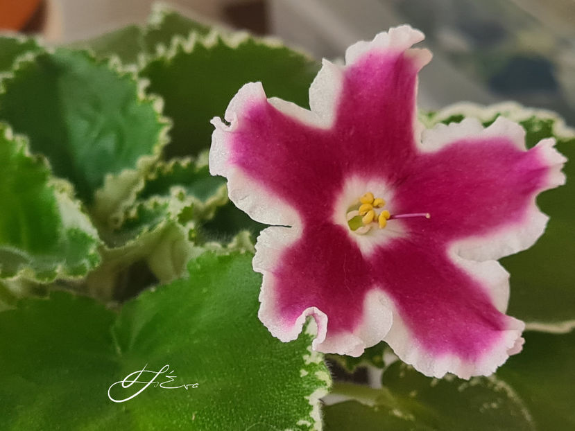 LE-Karusel - Violete de colectie