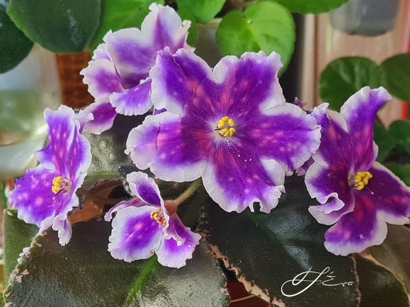 Vat-Tsar Goroh - Violete de colectie