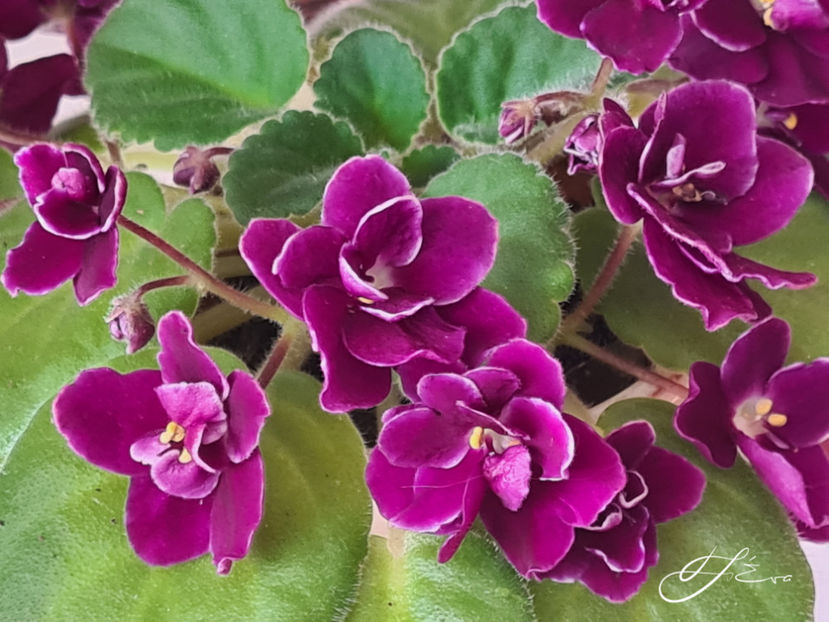 Mac s Glacial Grape - Violete de colectie