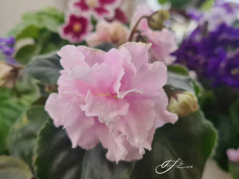  - Violete de colectie