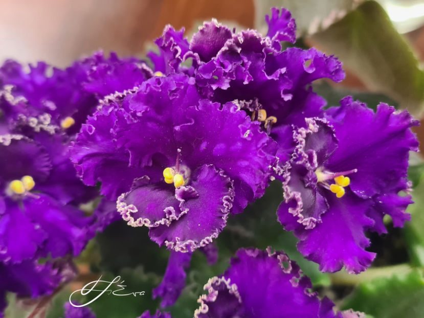 Optimara Ever Special - Violete de colectie