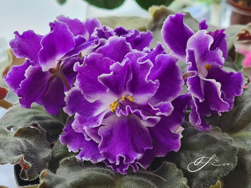 LE-Rozmari Sport - Violete de colectie