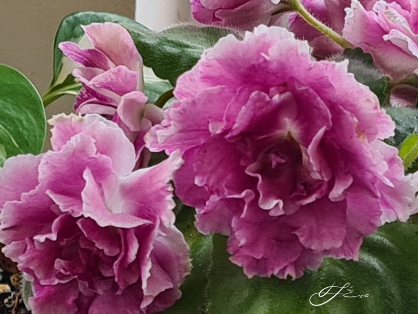 RS-Ledyanaya Rosa - Violete de colectie