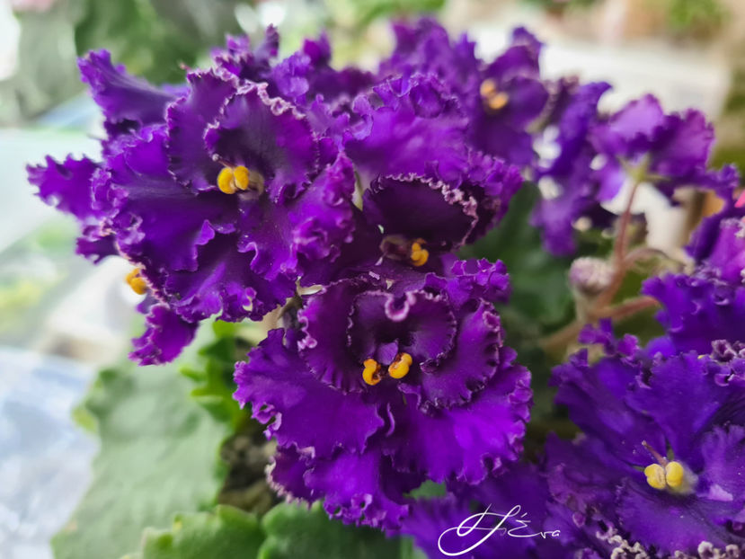 Optimara Ever Special - Violete de colectie