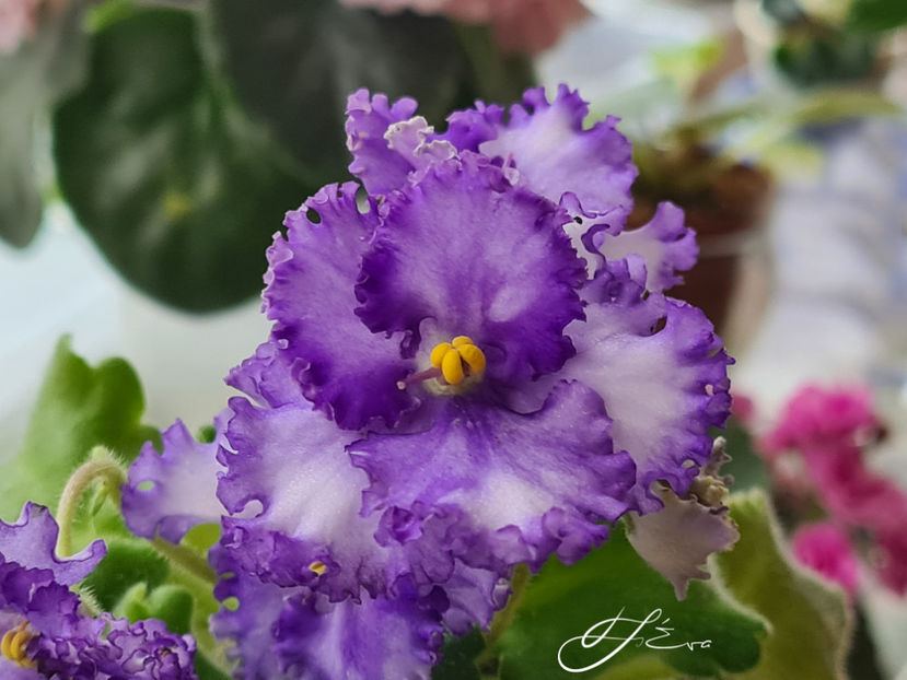 Curly Ocean - Violete de colectie