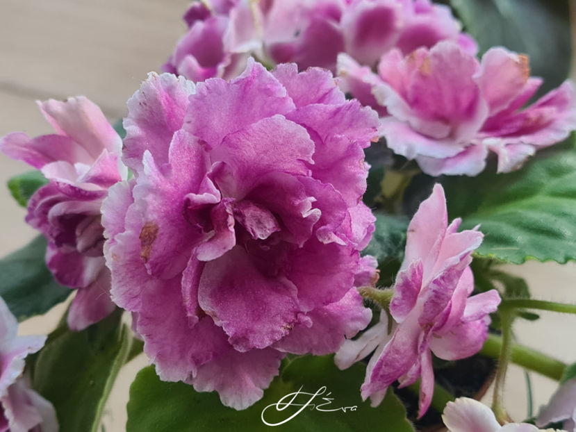  - Violete de colectie