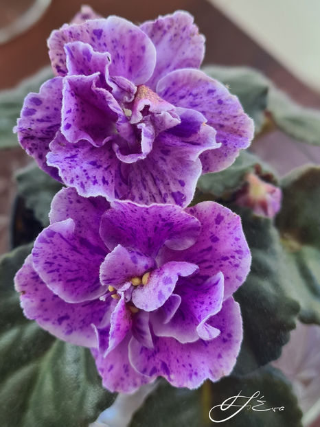 Ae-Its Raining - Violete de colectie