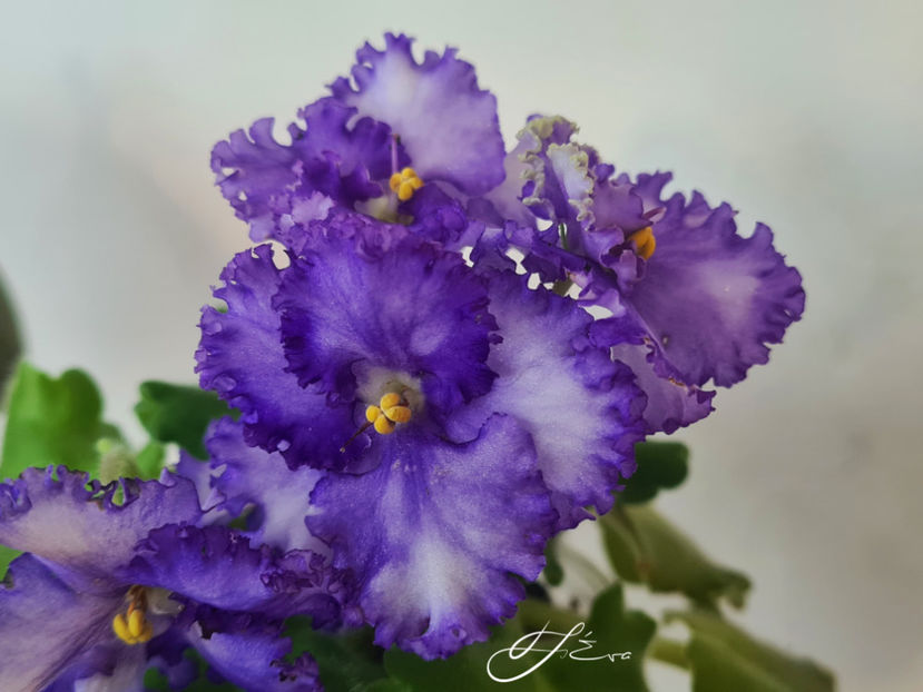 Curly Ocean - Violete de colectie