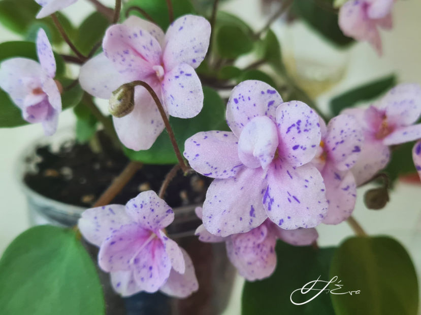 Rob s Boolaroo - Violete de colectie