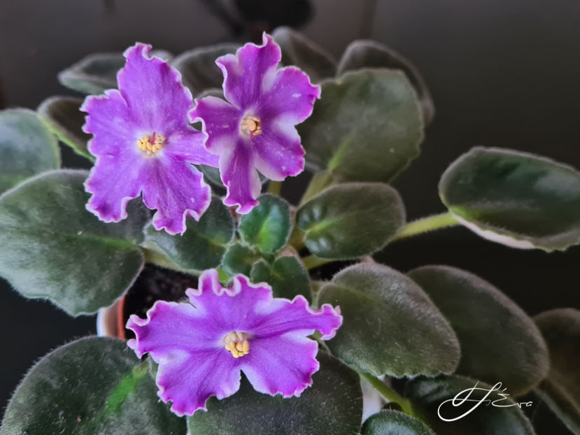 DS-Izyum - Violete de colectie