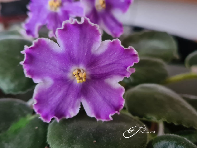 DS-Izyum - Violete de colectie